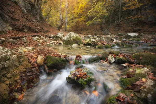 Höstens Trä Och Flod Flöde Sammansättningen Naturen Stockbild