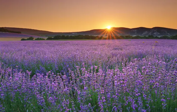 Lavendelwiese Bei Sonnenuntergang Zusammensetzung Der Natur lizenzfreie Stockfotos