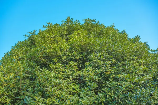 Arbuste Arrondi Avec Petites Feuilles Ciel Clair Feuillage Naturel Buisson Photo De Stock