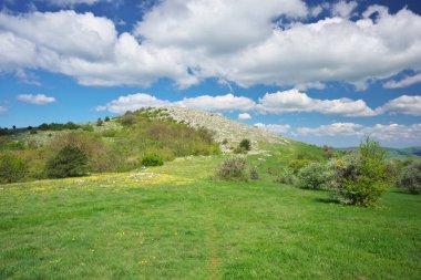 Dağ çayırı ve sarı çiçek. Güzel bahar doğası kompozisyonu.