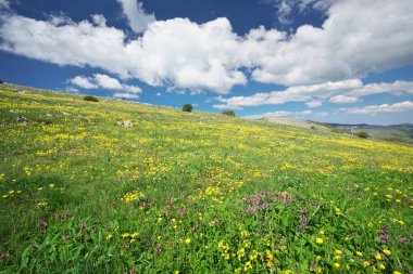 Dağ çayırı ve sarı çiçek. Güzel bahar doğası kompozisyonu.