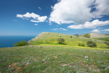 Dağ çayırında sarı çiçekler. Güzel bahar doğası kompozisyonu.