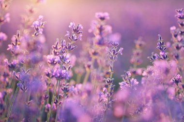 Gün batımında lavanta çalısı somurtuyor. Doğa bileşimi.
