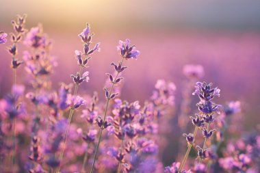 Gün batımında lavanta çalısı somurtuyor. Doğa bileşimi.