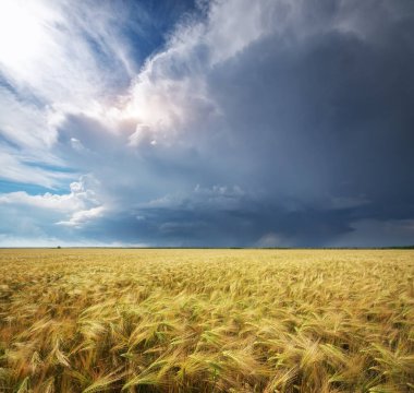 Buğday çayırı. Doğa bileşimi.