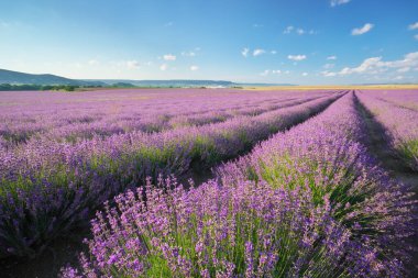 Gündüzleri lavanta çayırı. Doğa bileşimi.