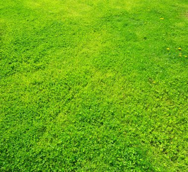 Yeşil çimen arka plan dokusu. Tasarım elementi.