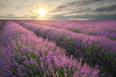 Gün doğumunda lavanta çayırı. Doğa bileşimi.
