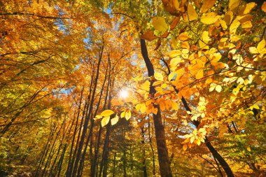 Sonbahar ormanına. Doğa bileşimi.