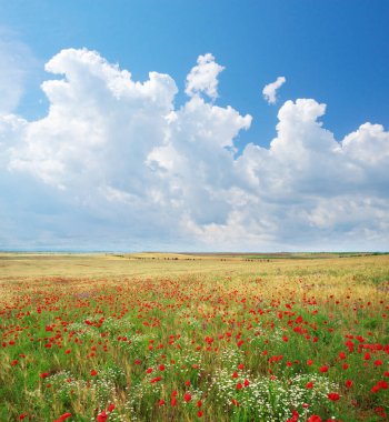 Gün buğday ve haşhaş çayırı. Bahar doğa lanpscape.