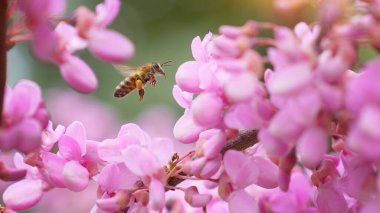 Arı, meyve bahçesindeki mor salkım çiçeklerinden polen topluyor. Çiçek açan ağaç.