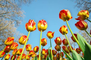 Lale gökyüzü arka plan üzerinde. doğanın kompozisyon