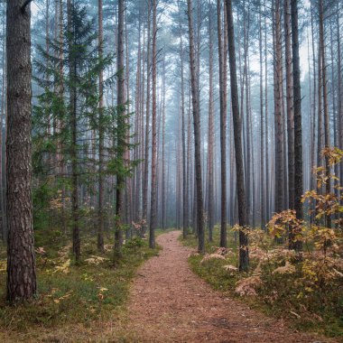 Sisli bir sabahta eski bir orman. Ormandaki patika. Ekim ayı. Seçici odak.