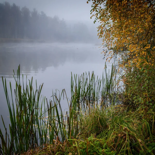 霧の朝に古い池 黄金色の葉を咲かせます 10月 選択的焦点 — ストック写真