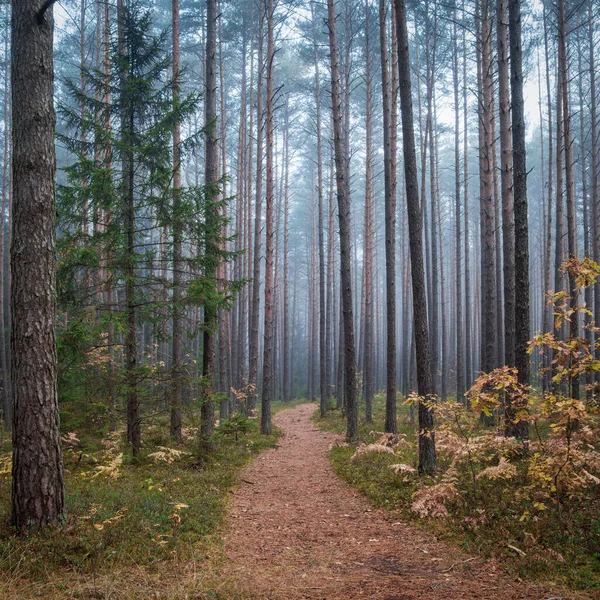 Sisli Bir Sabahta Eski Bir Orman Ormandaki Patika Ekim Ayı — Stok fotoğraf