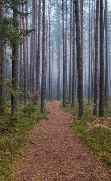Alter Wald Einem Nebligen Morgen Pfad Wald Oktobermonat Selektiver Fokus — Stockfoto