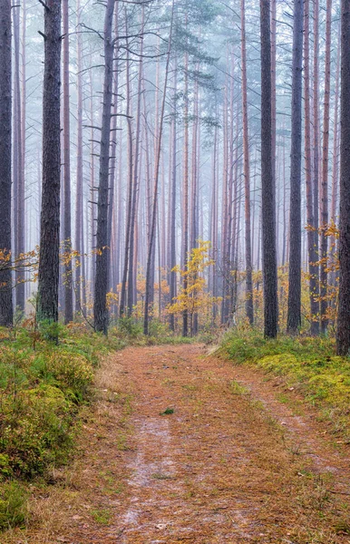 霧の朝に古い木 古い背の高い松の近くにスプルース 10月 選択的焦点 — ストック写真