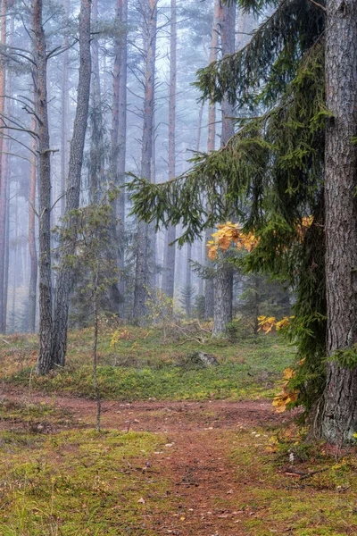 Yaşlı Ağaçtan Sisli Sabaha Yaşlı Çam Ağacının Yanındaki Ladin Ekim — Stok fotoğraf