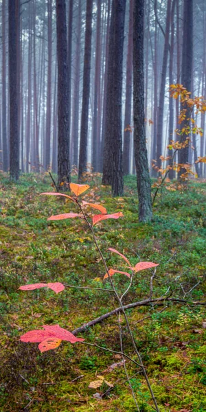 Vecchia Foresta Una Mattina Nebbiosa Fogliame Rosso Mese Ottobre Focus — Foto Stock