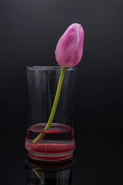 透明玻璃瓶中的粉红郁金香 与黑色隔离 — 图库照片