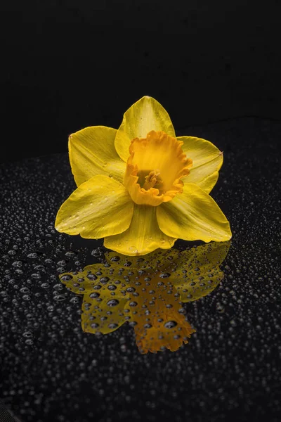 นาร สบนพ นหล งแมคโคร าหยดท นหล งและ Narcissus อกโฟก — ภาพถ่ายสต็อก