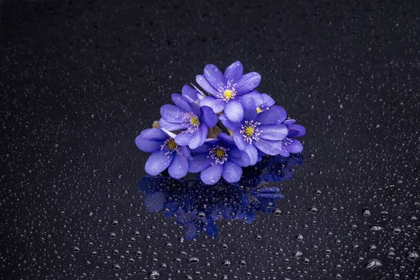 Hepatica Nobilis Flowers Black Background Water Drops Gentle Still Life — Stock Photo, Image