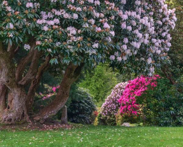 Rododendron Virágzik Észak Írországi Tollymore Forest Parkban Tollymore Arborétum Írország — Stock Fotó