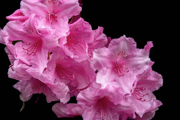 Flor Rosa Rododendro Macro Disparo Hora Florecer Aislar Fondo Oscuro — Foto de Stock
