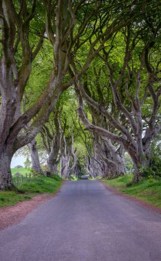 Dark Hedges, Kuzey İrlanda 'nın Antrim ilçesinde Bregagh Yolu boyunca Armoy ve Stranocum arasında bulunan bir kayın ağacı caddesidir. Ağaçlar atmosferik bir tünel oluşturuyor..