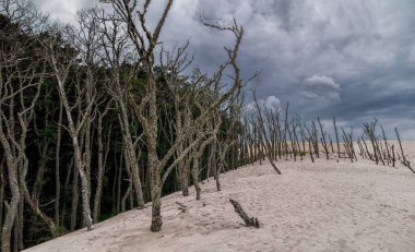Lacka Dune 'daki ölü orman Slowinski Ulusal Parkı, Pomeranya Voyvodalığı, Poland.Bulutlu yaz günü..