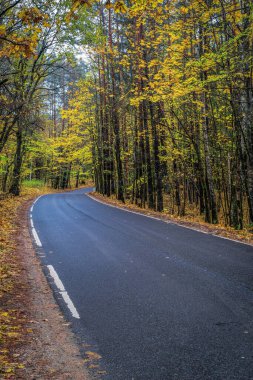 Virajlı yol manzarası. Sonbahar mevsiminde Litvanya ormanlarında asfalt yollar. Litvanya Ulusal Park Ormanı 'nın her iki yakasından kıvrımlı yollu ve sarı akçaağaçlı sonbahar sahnesi.