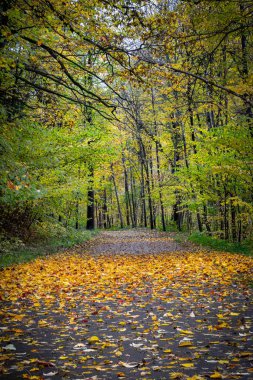 Orman yolu manzarası. Sonbahar mevsiminde Litvanya ormanlarında asfalt yollar. Litvanya ormanlarının her iki yakasından yol ve sarı ağaçlarla dolu sonbahar sahnesi.