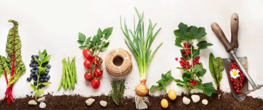 Springtime gardening composition on neutral background. Organic vegetables, berries and garden tools. Top view, copy space, panoramma