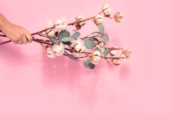 Větvička Bavlněnými Květy Růžovém Pozadí Samičí Ruka Držící Květinové Složení — Stock fotografie