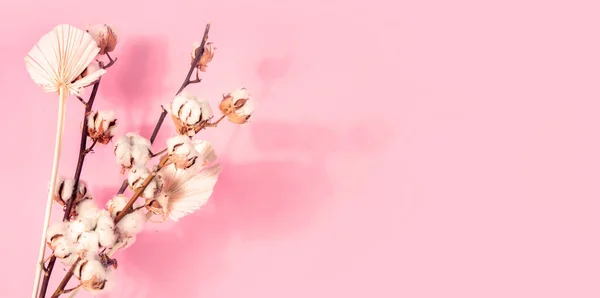 Rama Con Flores Algodón Sobre Fondo Rosa —  Fotos de Stock