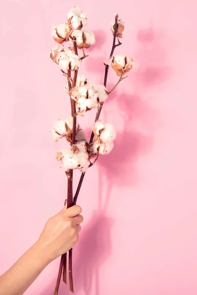 stock image Branch with cotton flowers on pink background. Female hand holding floral composition with cotton flowers.