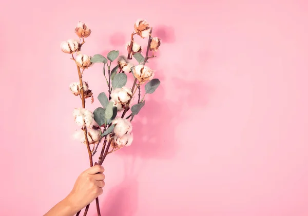 Branch Cotton Flowers Pink Background Female Hand Holding Floral Composition — Stock Photo, Image