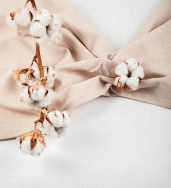 Kuru pamuk çiçek dalı, bej keten peçete üst görünümü bej arka planda fotokopi alanı ile. Marka şablonu, nötr renkler.