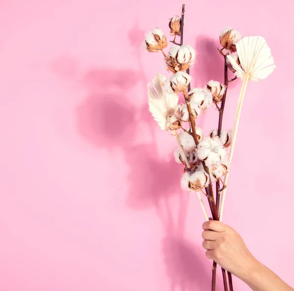 Zweig Mit Baumwollblumen Auf Rosa Hintergrund Weibliche Hand Hält Florale — Stockfoto