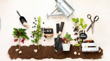 Springtime composition with berry on neutral background. Organic berries and garden tools. Top view, copy space