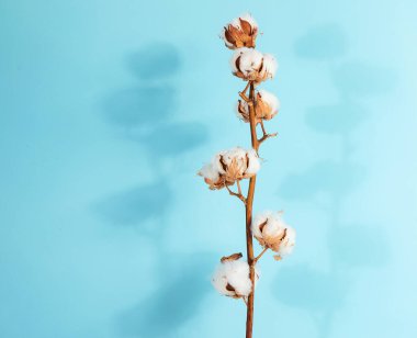 Flat lay beautiful cotton branch on blue background, top view, copy space. Delicate white cotton flowers. Light color cotton background. Cotton production.