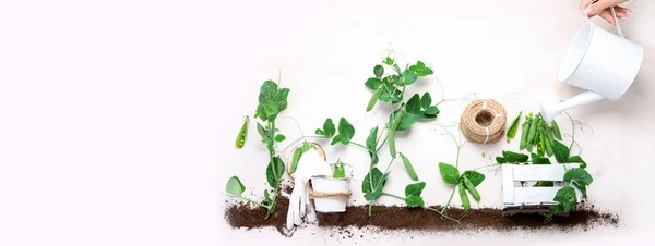 Green Pea Composition Garden Tools Light Background Raw Healthy Snack —  Fotos de Stock