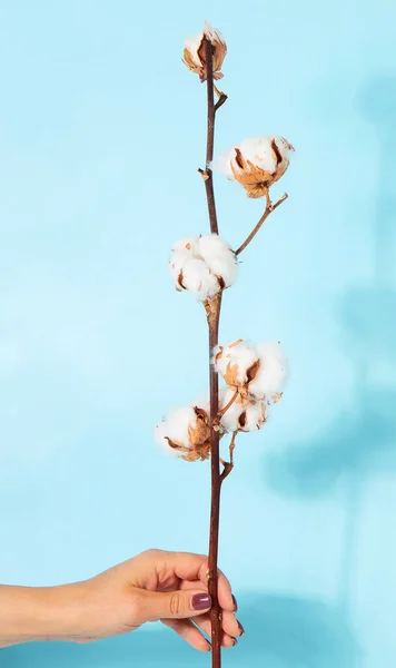 Flat lay beautiful cotton branch on blue background, top view, copy space. Delicate white cotton flowers. Light color cotton background. Cotton production.