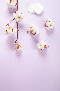 Flat lay beautiful cotton branch on violet background, top view, copy space. Delicate white cotton flowers. Light color cotton background. Cotton production.