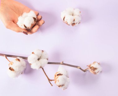 Flat lay beautiful cotton branch on violet background, top view, copy space. Delicate white cotton flowers. Light color cotton background. Cotton production.