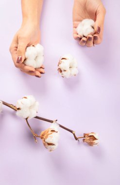 Flat lay beautiful cotton branch on violet background, top view, copy space. Delicate white cotton flowers. Light color cotton background. Cotton production.