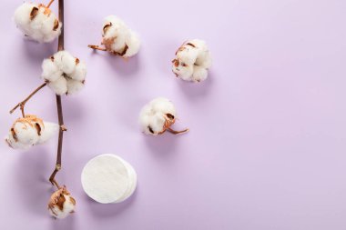 Flat lay beautiful cotton branch on violet background, top view, copy space. Delicate white cotton flowers. Light color cotton background. Cotton production.