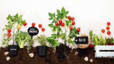 Springtime gardening composition on neutral background. Organic vegetables, fruits and garden tools. Top view, copy space