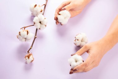 Flat lay beautiful cotton branch on violet background, top view, copy space. Delicate white cotton flowers. Light color cotton background. Cotton production.