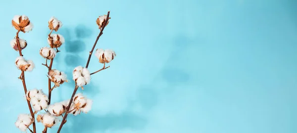 Flat lay beautiful cotton branch on blue background, top view, copy space. Delicate white cotton flowers. Light color cotton background. Cotton production. Panorama with copy space.